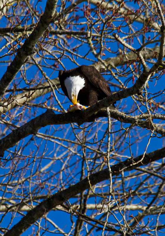 Bald Eagle Eating Fish